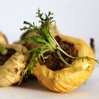 Maca Peruana